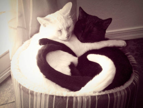 Heart 22 Ко дню Святого Валентина: Сердца, всюду сердца!